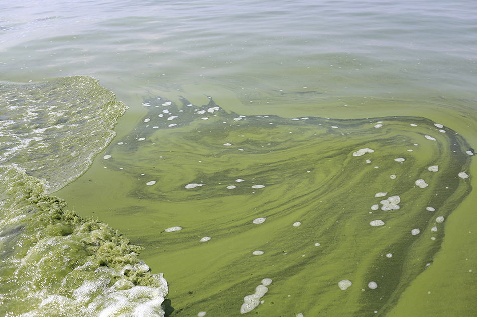 Lake Erie Algae Bloom